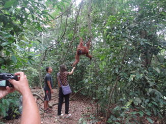 Gunung Leuser National Park - Orang utan komt een banaan halen