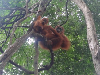 Gunung Leuser National Park - Orang utans tijdens de jungle trek