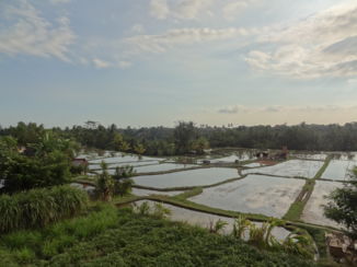 Ubud - Uitzicht sawahs vanaf Sari Organik