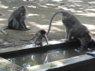 Monkey Forest