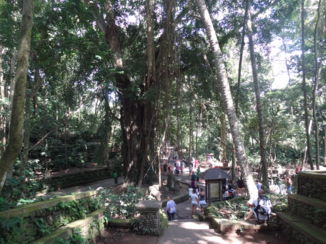 Monkey Forest
