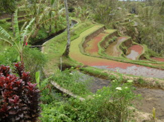 Bali - terras rijstvelden
