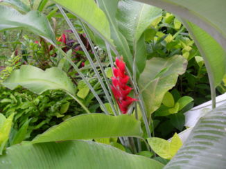 Bali - planten voor de hotelkamer