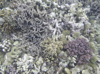 Gili-eilanden - Secret garden