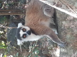 PANGEA Travel - Ringtale lemur in Madagascar