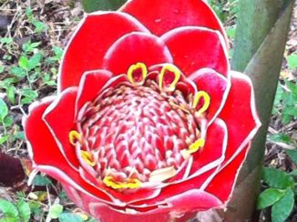 Gili-eilanden - Jahe Bali