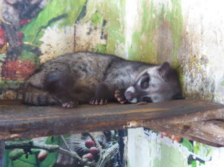 Yogyakarta - Loewak dier