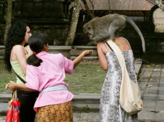 Bali - Deze apen zijn niet altijd even braaf