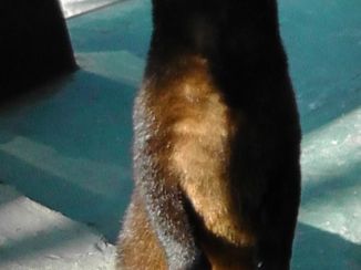 Yogyakarta - Civet, nodig voor kopi luwak