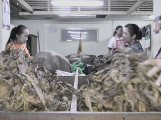 Yogyakarta - Sigarenfabriek