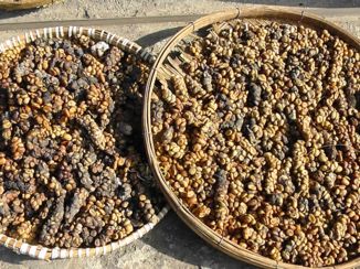 Yogyakarta - Kopi luwak bonen, civet uitwerpselen