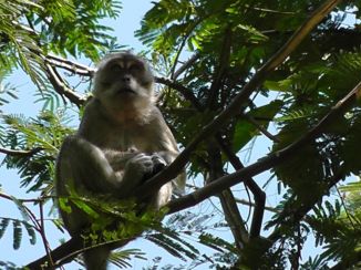 Yogyakarta - Aapje op vulkaanhelling