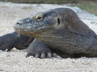 Kleine Soenda-eilanden - Komodo varaan