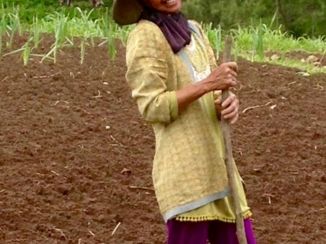 Java - Vrouwtje in het veld aan werken... 35+ graden maar ze blijft lachen!