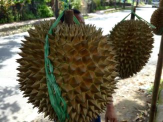 Java - Durian, bah! Wat stinkt dat!!