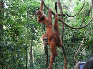 Sumatra - Bukit Lawang