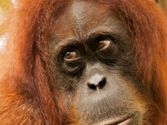 Sumatra - Bukit Lawang