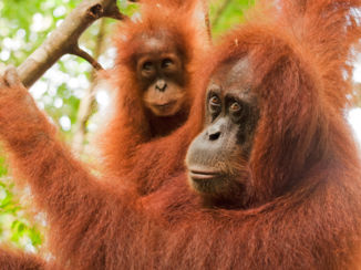 Sumatra - Gunung Leuser NP
