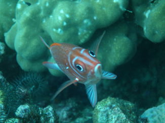 Sumatra - Mooie duikspots bij Pulau Weh