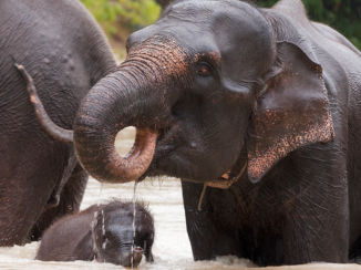 Sumatra - Olifanten bij Tangkahan