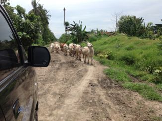 Medan - Wegversperring, Deli plantage
