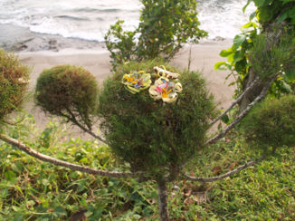 Bali - Offers om de goden goed te stemmen