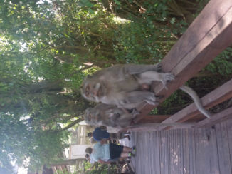 Indonesie - Aapjes kijken in Ubud
