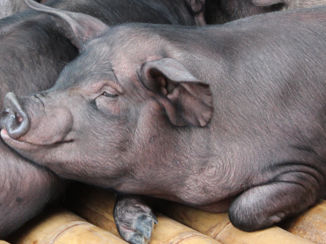 Indonesie - een (nog) happy varken op de markt