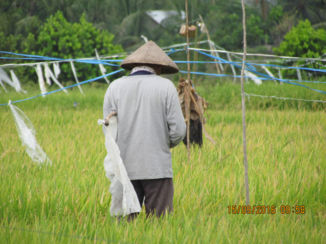 Indonesie - rijstvelden