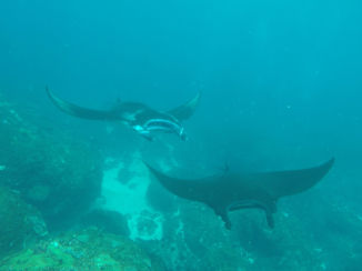 Indonesie - Manta's