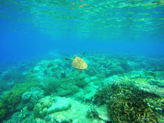 Indonesie - Snorkelen Pulau Hatta, Banda Eilanden.