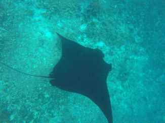 Indonesie - Reuze manta's, Komodo, Flores.