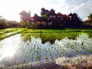 Bali - Rijstveld in Ubud