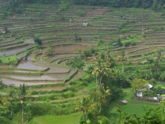 Indonesie - de rijstevelden van Bali na een regenbui