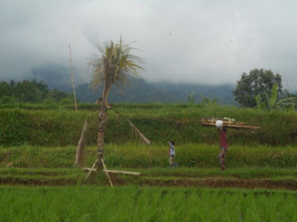 Indonesie - Locals aan het werk bij de rijstvelden