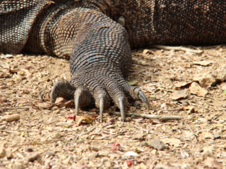 Indonesie - Komodovaraan