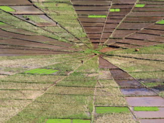 Indonesie - Spider web rice fields