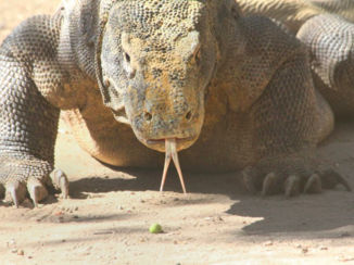 Indonesie - Komodo, Rinca