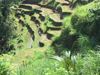 Bali - Rijstvelden nabij Ubud