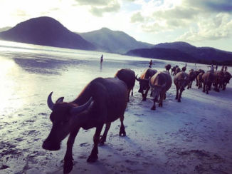 Indonesie - Who let the cows out?