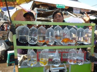 Indonesie - Vissen te koop!