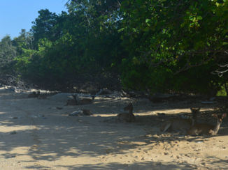 Menjangan - Herten overal!