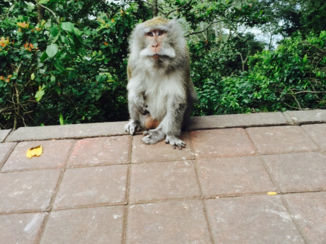 Indonesie - Lief aapje