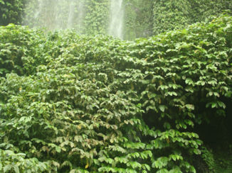 Indonesie - Lombok waterfalls
