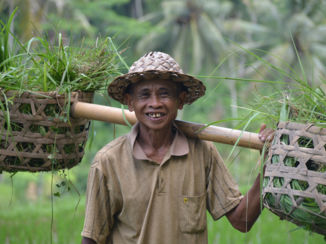 Bali - Werken op de rijstvelden