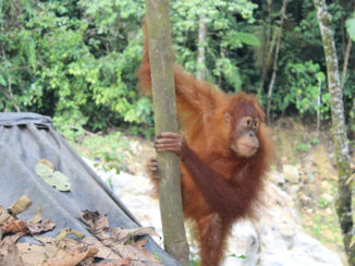 Indonesie - Orang Oetan in de jungle van Bukit Lawang
