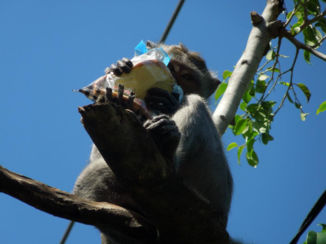 Indonesie - aan taaaaafel