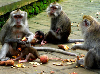 Indonesie - Monkey Forest