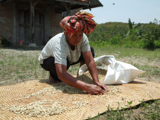 Indonesie - Koffie oogst
