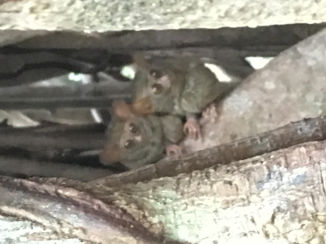 Sulawesi - Tarsier aap in Tangkoko